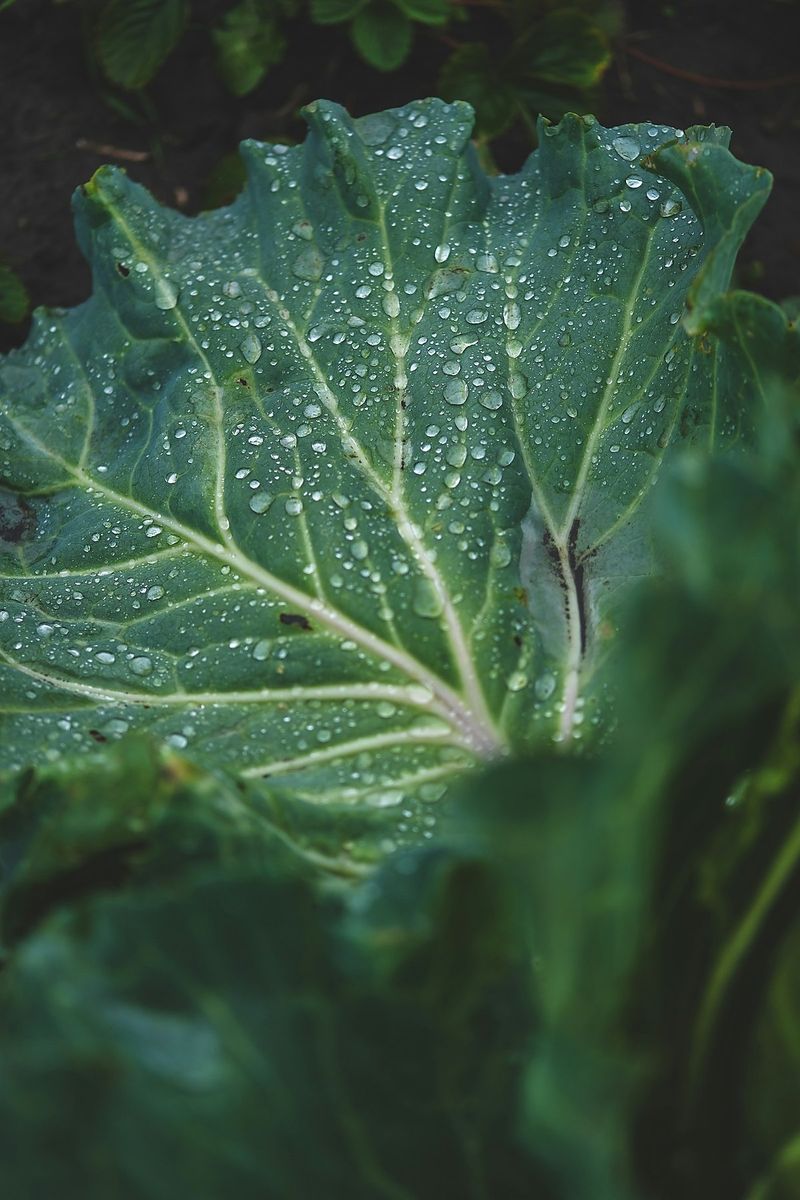 Landheer Waterinnovatie regenwateropvang